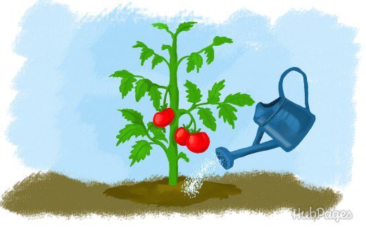 ссылка на изображение https://www.guiadejardineria.com/wp-content/uploads/2017/05/5-consejos-para-el-riego-de-los-tomates-02.jpg