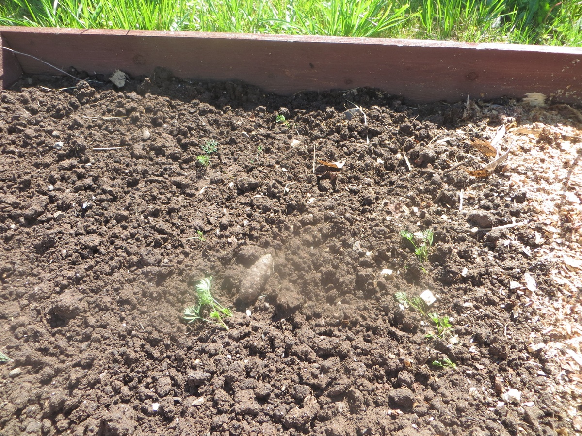 Такая всхожесть... Полила, прорыхлила...