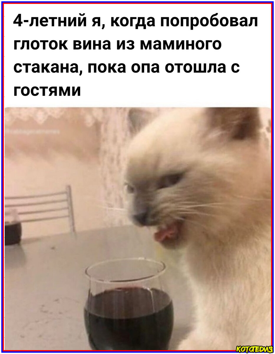 Мемы с котами с надписями без мата