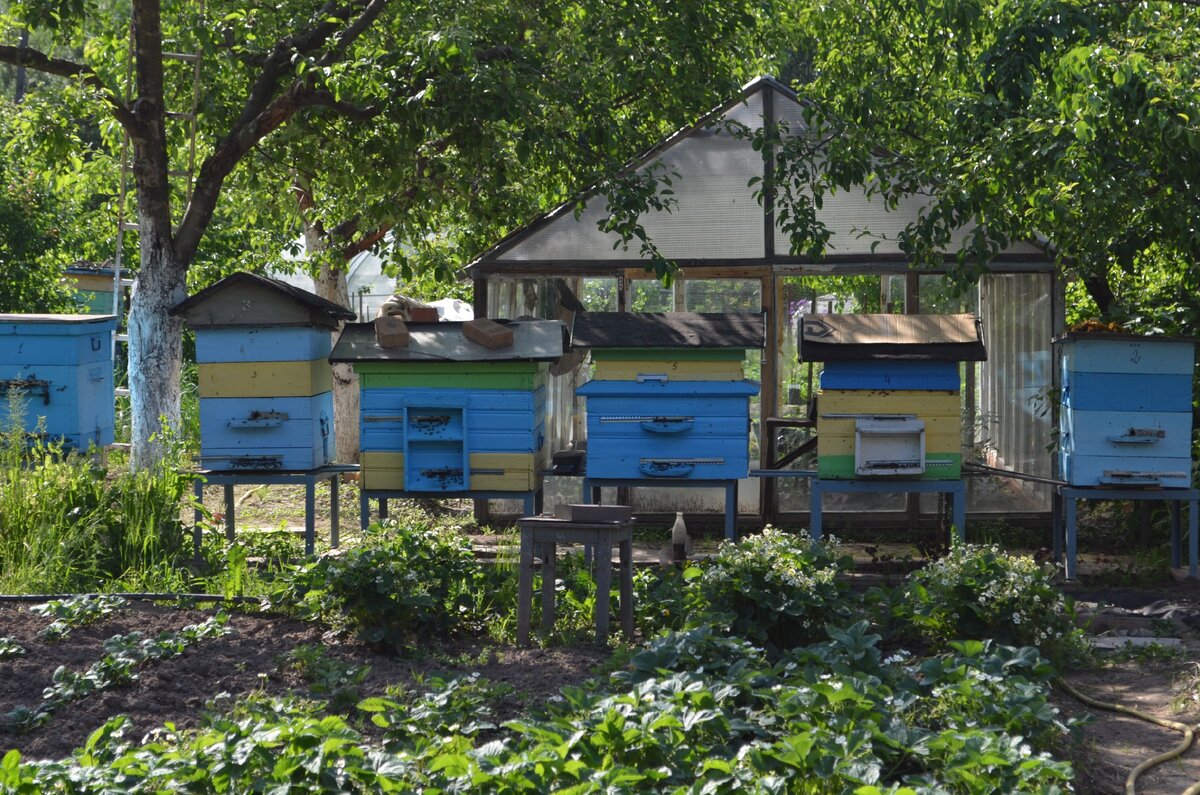 ПЧЁЛЫ на даче. Налетел РОЙ ПЧЁЛ. 🐝🐝🐝 ЧТО ДЕЛАТЬ? Дедушкины пчёлы и  пасека. Изучаем пчёл | ArtemLand | Дзен