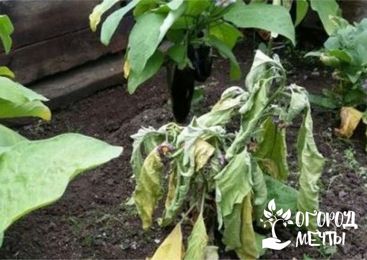 Картина паприка листва. Почему вянут перцы в парнике. Вертициллезное заболевание перцев. U balgaskogo pertsa listya skuchevayutsa. Фузариозное увядание баклажанов.