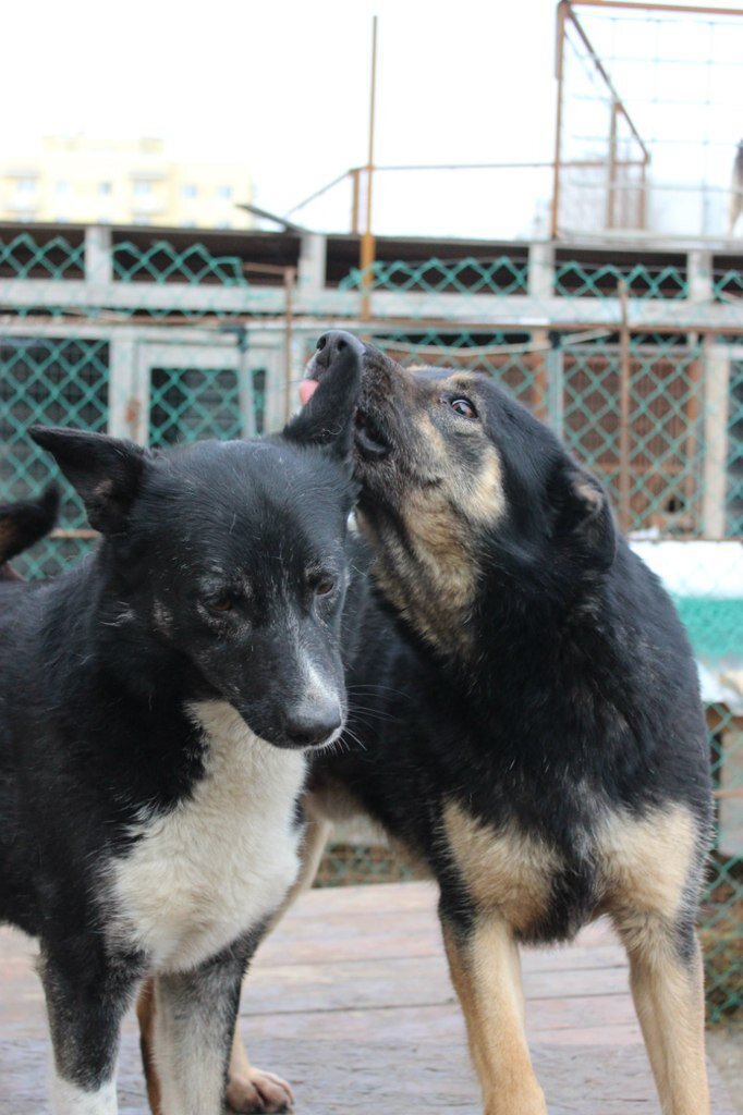 Фото сделано в приюте для собак "Ильинка", Санкт-Петербург, 2015 год
