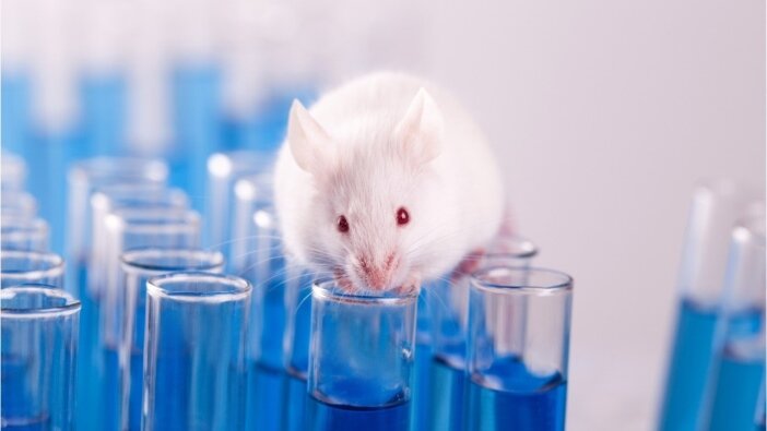 Яндекс Картинки