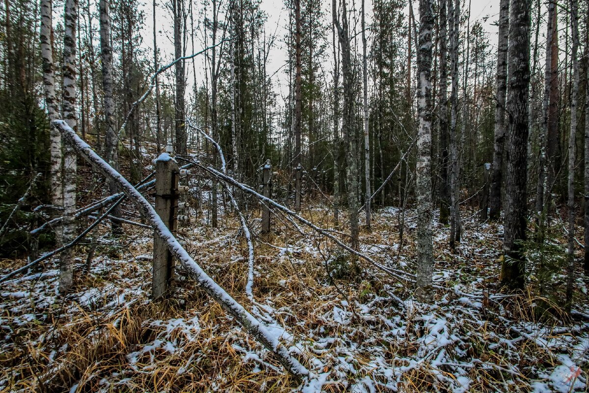 Беспросветная глушь севера