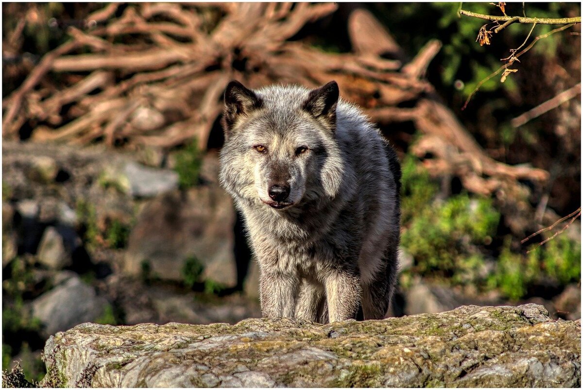 Дикая волчица поженила наших дедушку и бабушку | ZooИстории | Дзен