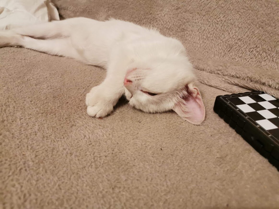 Шахматы - тяжёлая игра для котёнка Крыся. Он устал и уснул.