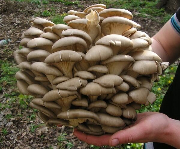 Доброго дня! Прошу наперед вибачення, якщо дублюю чиюсь тему.
Дуже люблю збирати гриби, але не стільки збирати, як люблю страви з ними, особливо картоплю тушковану з грибами. Але то робота не дозволяє, то погода не дуже сприятлива, ну в кінцевому випадку - в ліс вибратися нема коли. А ось зазирнув на ринок - а ціни о-йо-йой які вражаючі. Нічого так і не купив. Ось знайшов статтю, як вирощувати гриби в домашніх умовах. Якщо хтось хоче поділитися своїм досвідом, пишіть, не соромтеся, буду дуже радий почитати)

Починати вирощування грибів краще з грибів, що ростуть на деревах, з яких найбільш відомі гливи (вешенки) а також зимові опеньки.Чому ж почати простіше з деревних грибів. Гриби, які ростуть на деревах, вимагають мінімум догляд. Вони не вимагають стерильних умов, як наприклад шампіньйони.
Справа в тому, що всі гриби ростуть на дереві виділяють в деревину, на якій ростуть, багато вуглекислого газу, який в свою чергу пригнічує ріст їхніх головних конкурентів - цвілевих грибків.
Тому для вирощування цих грибів у домашніх умовах не потрібні ні хімікати ні отрути, а значить і продукція буде корисною і екологічно чистою.

Для вирощування їстівних грибів можна використовувати зерновий міцелій (він завжди є у продажу, але купувати його потрібно тільки у добре зарекомендованих себе фірм), ними засівають пеньки. Але краще рішення - субстратні блоки з перемелених гілок. На відміну від пеньків гілки інколи бувають заражені грибами-трутовиками, а урожай грибів на таких блоках значно більший, ніж на колодах.
Забаганки грибів

Що стосується гливи звичайної (Pleurotusostreatus). то її простіше і зручніше вирощувати на субстратних блоках, які встановлюють на відкритому повітрі, в саду або під навісом. Плодоношення цього гриба проходить тільки в прохолодну і дощову погоду влітку або восени, тому в теплиці йому буде дуже жарко.

У порівнянні з гливою грибниця шиітаке (Lentinus edodes) зростає в 4 рази повільніше, крім того, вона вимагає обов'язкової термообробки субстрату. Проте шиітаке вважається ідеальним грибом для саду, так як він добре плодоносить як у теплиці, так і на відкритому повітрі (з квітня по жовтень).Фламмуліна бархатиста (Flammulina velutipes), або зимовий опеньок також вимагає термообробки субстрату, крім того, під час плодоношення опенькам потрібна підвищена вологість повітря. Тому при рості цього гриба застосовують спеціальні паперові циліндри, всередині яких автоматично створюються оптимальні умови - висока вологість повітря і необхідна концентрація вуглекислого газу. 