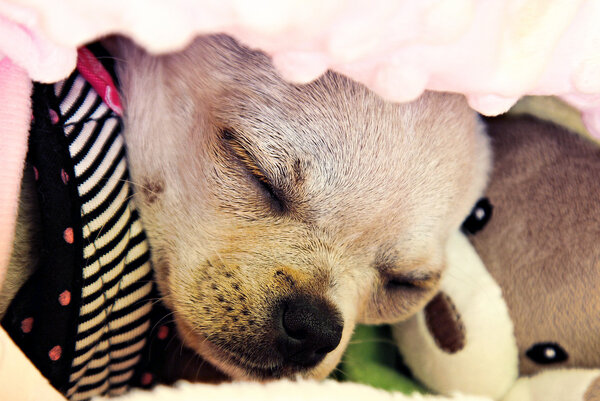 Чихуахуа: история, стандарты, характер, содержание