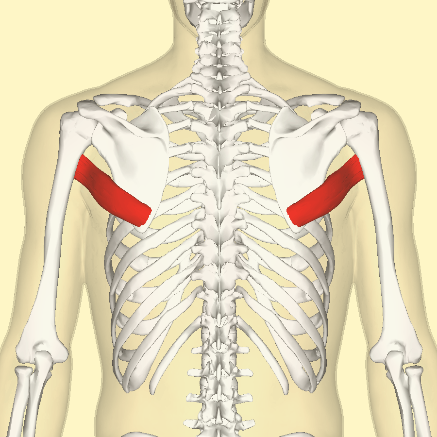 Teres Major