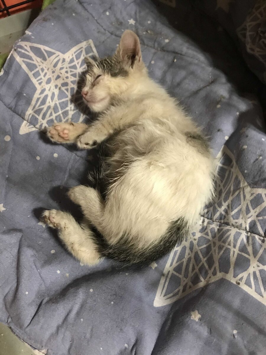 Умка борется за свою жизнь ... (листай...)