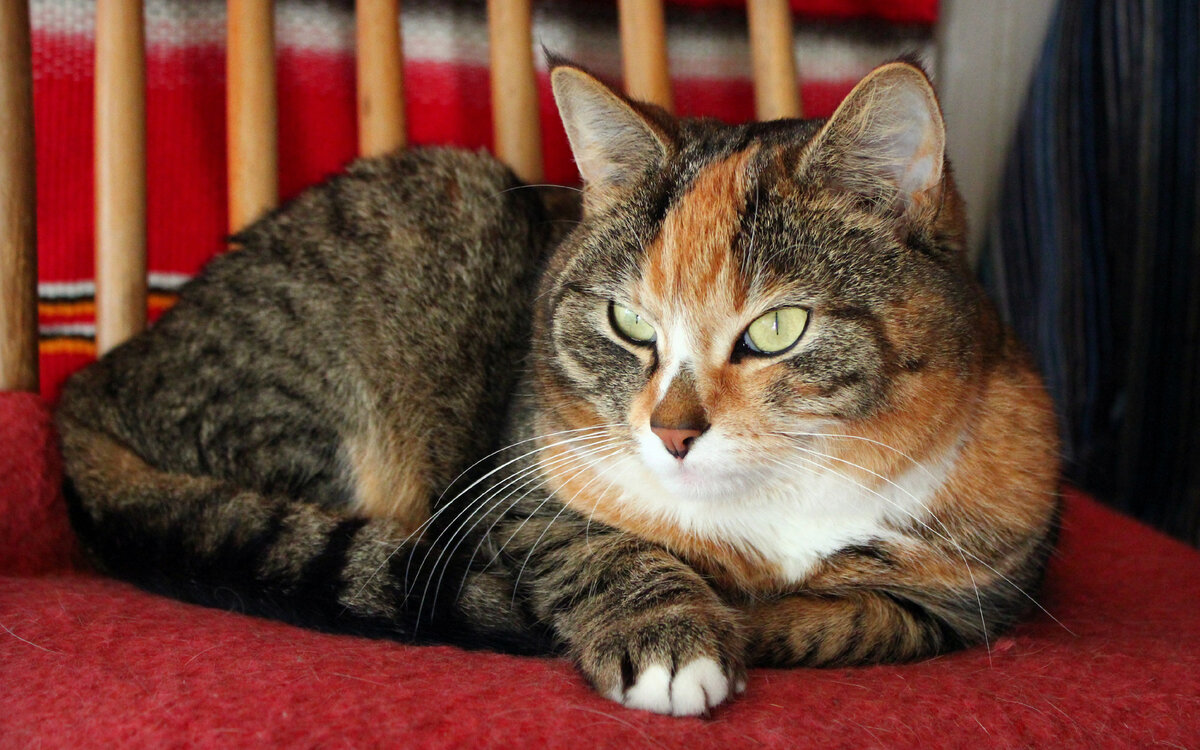 Фото из сети.