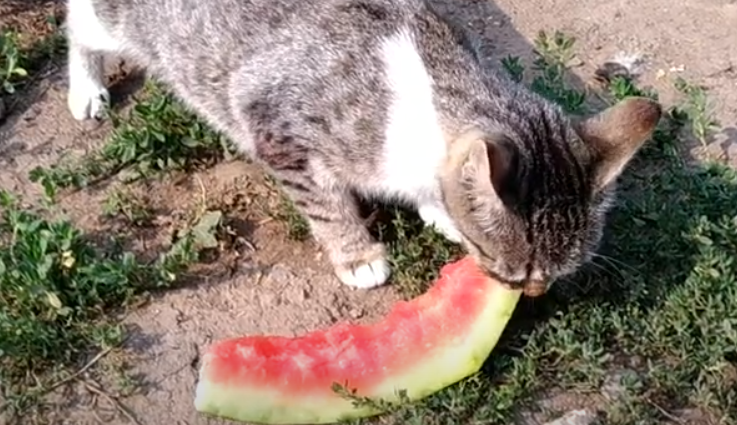 Кошкам в небольших количествах можно арбуз