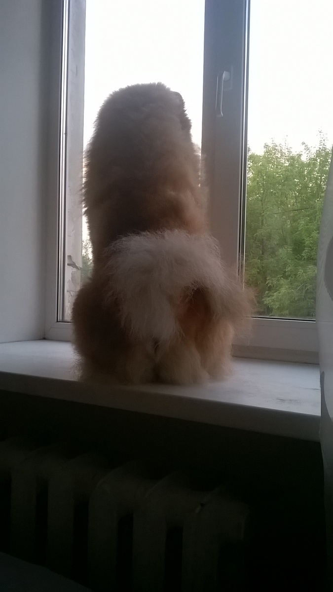 Сидит в ожидании прогулки