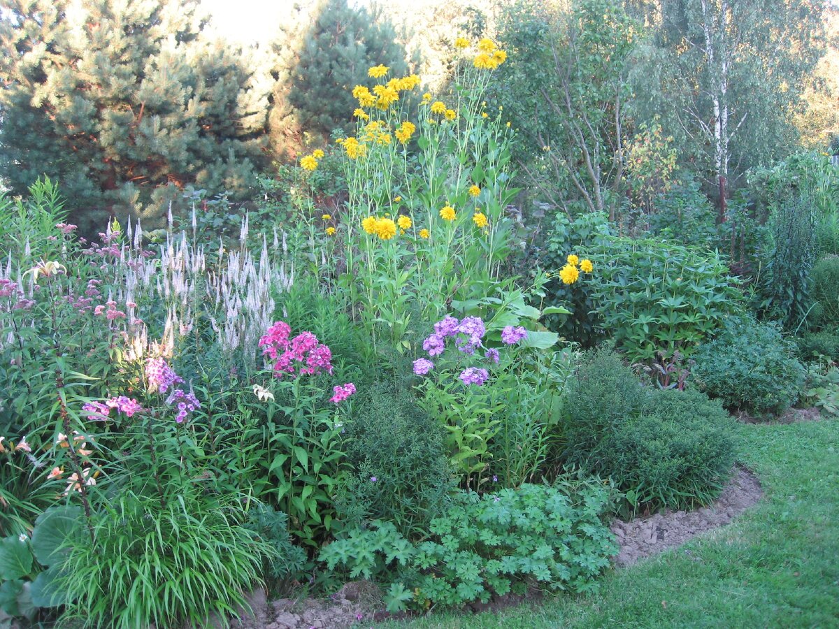Хаконехлоа большая (Hakonechloa macra)  в детском возрасте слева