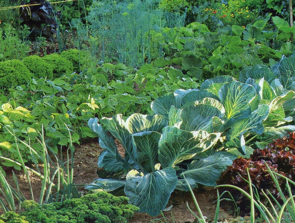 Большую часть времени на участке мы проводим в весеннее-осенний период, к которому стоит подготовиться. Любые работы мы предлагаем начинать с плана работ. Пока не пришел сезон и есть время, можно тщательно продумать все тонкости и нюансы будущего огорода.
