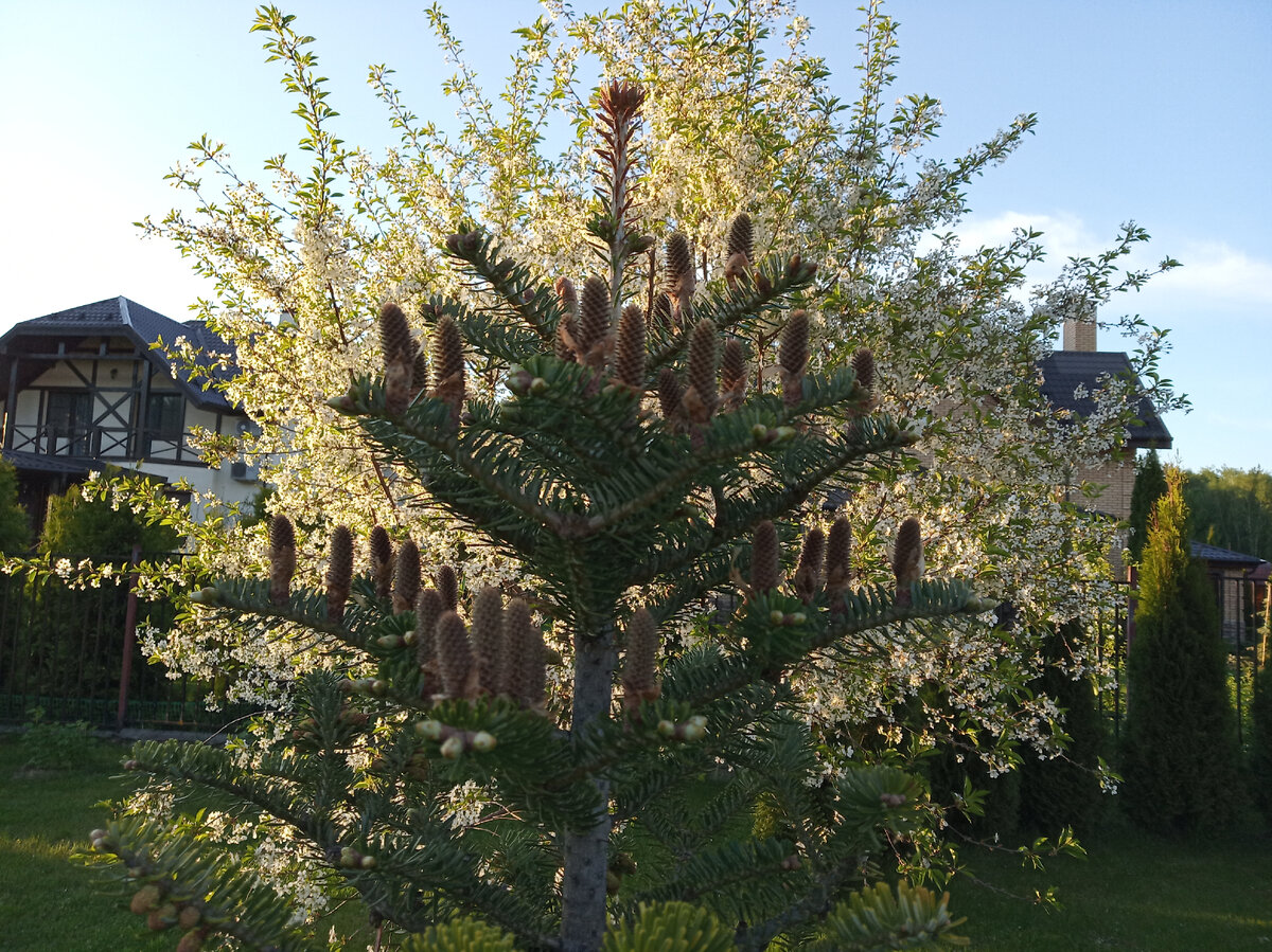 Буйное цветение моего сада и присоединившейся к нему пихты весна 2021