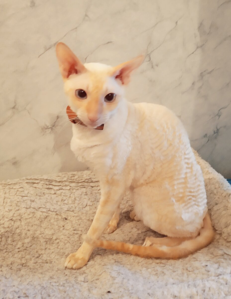 Фото автора. Белка