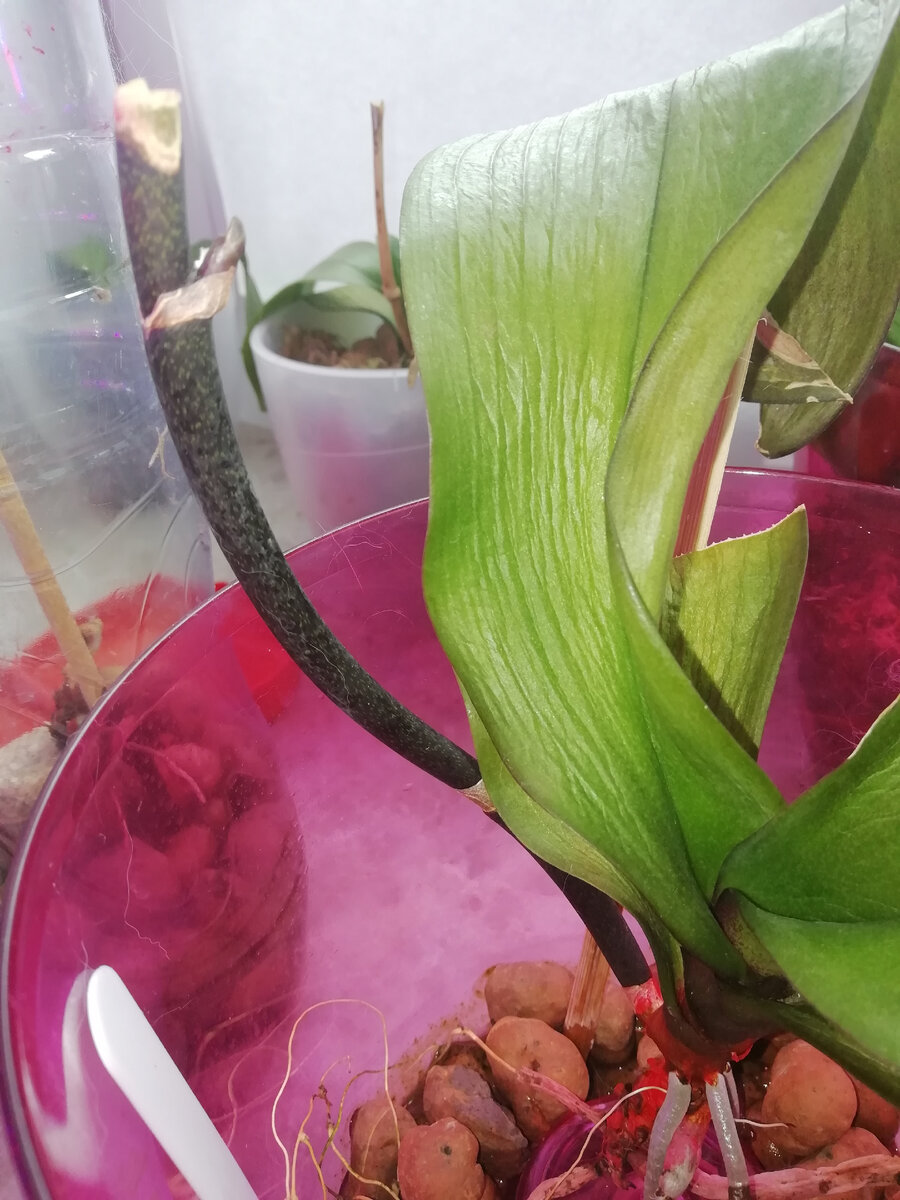 Вот так она выглядела, когда выпустила детку на обрезанном цветоносе