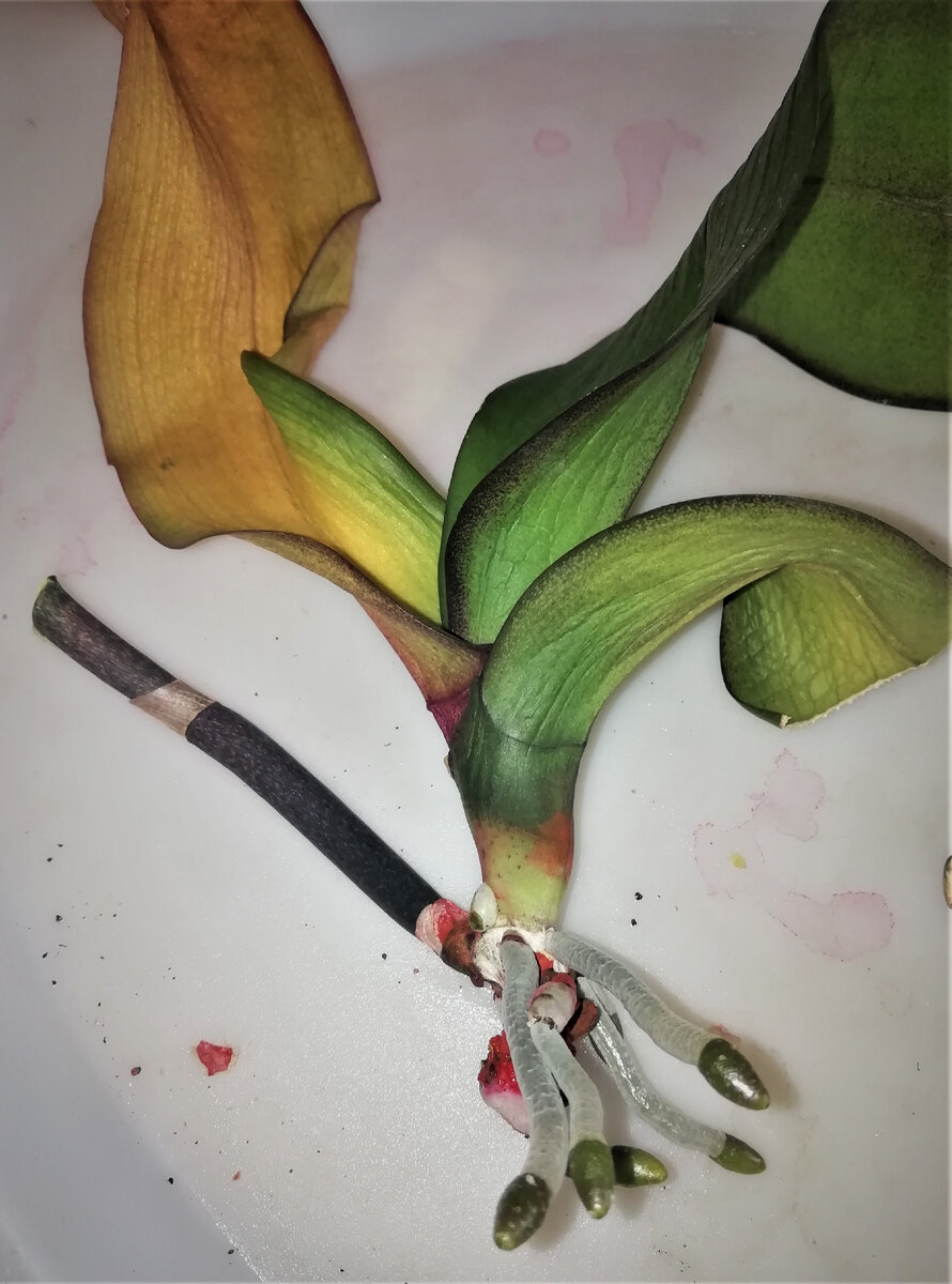 Удалила отмершие корни и часть сухого корневого стволика. Листики грустные