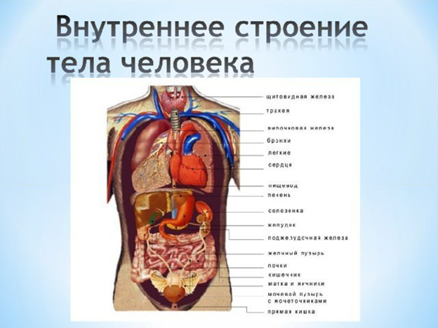 Расположение органов человека - красивые картинки ( фото)