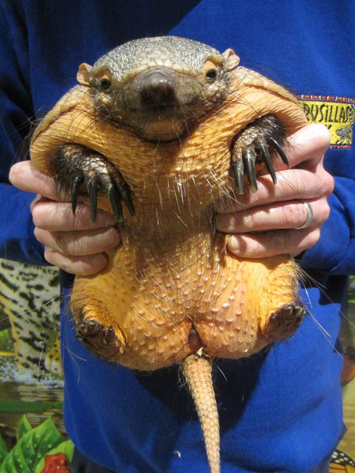 Facebook.com/drusillaspark