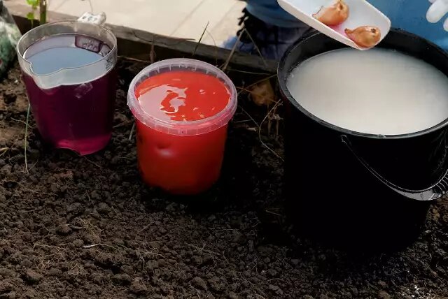 Фото: препараты для обработки саженцев луковичных.