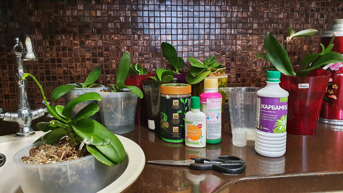 Полив ранним утром субботы 