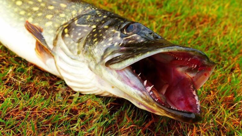 Фото: unsplash.com