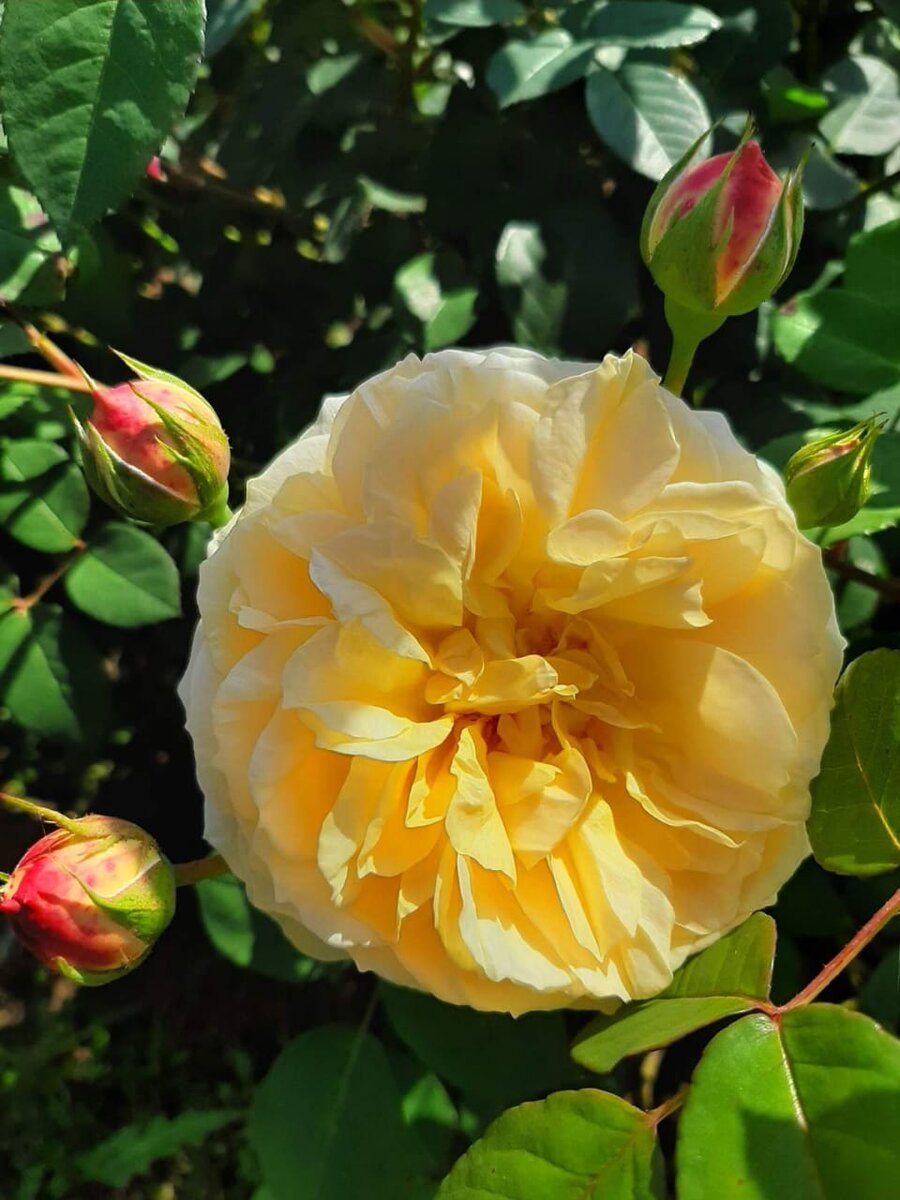 Зе Пилгримм. "Остинка". Солнышко - часики) 