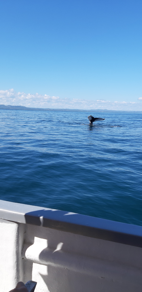 Первый китохвост