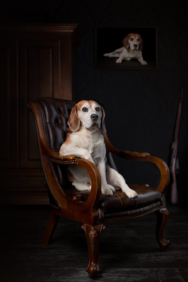 Фото: Patrick Reymer, dogphotographyawards.com