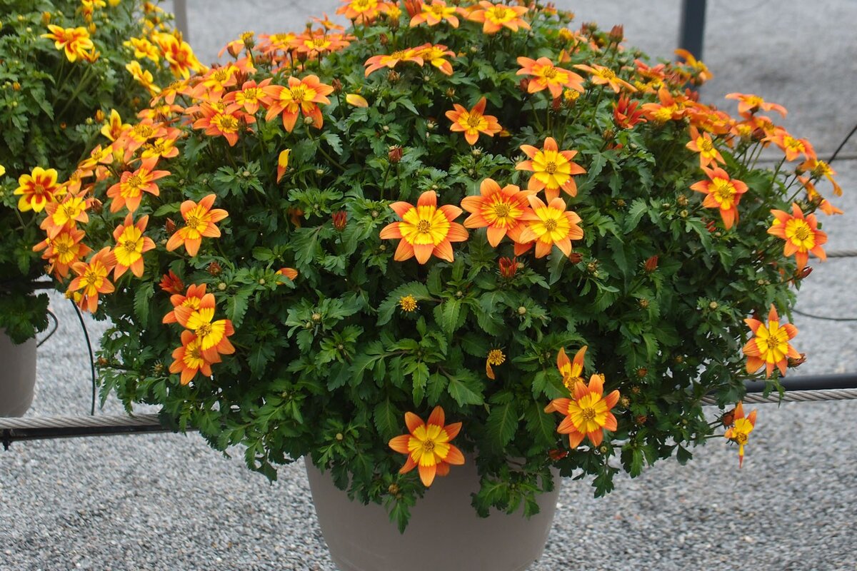 Bidens ferulifolia