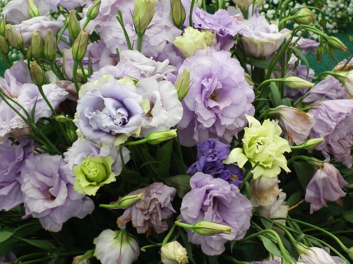 Красавица-эустома - частая гостья в цветниках любителей-садоводов