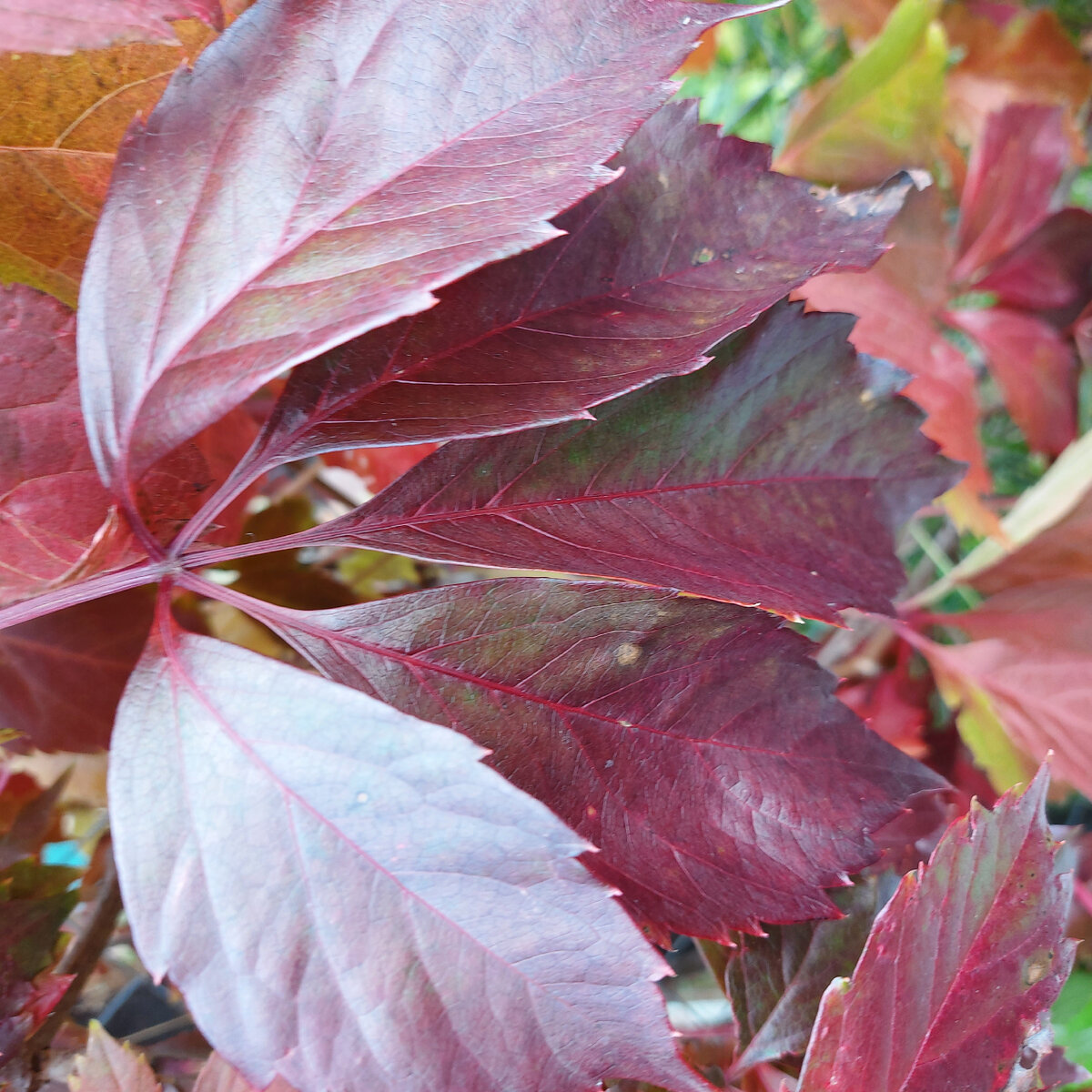 Осень на даче выглядит так
