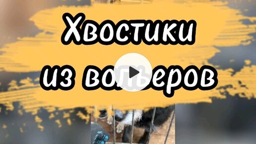 Хвостики из вольеров 🐶