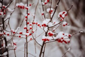    Фото: pxhere.com Анастасия Волова