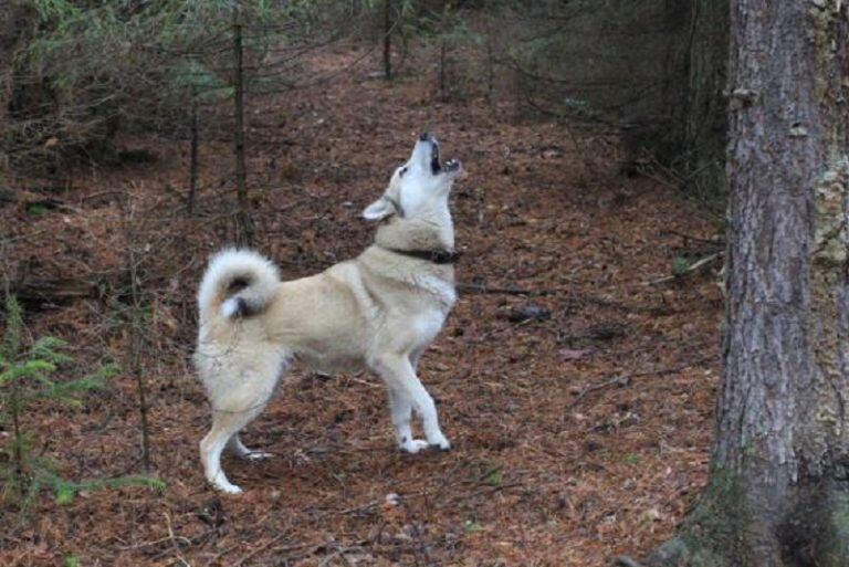 Воля 2953/12 В.С. Котова облаивает белку