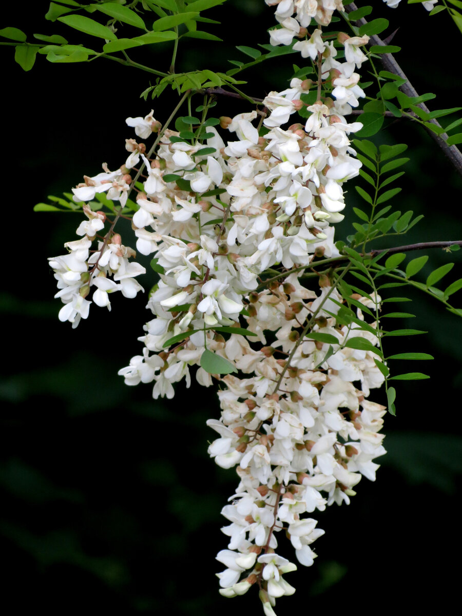 Белая акация