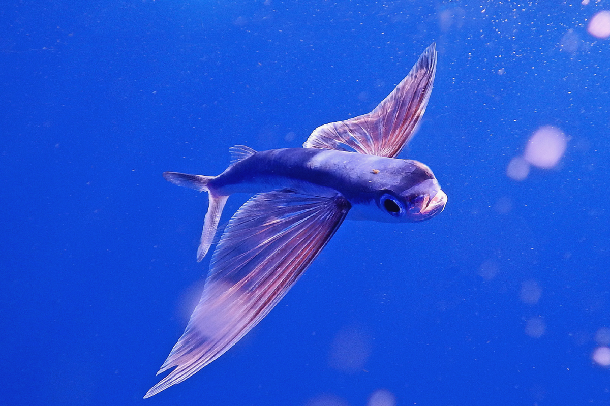 Летучая рыба 2. Пятнистый Стрижехвост рыба. Exocoetus volitans. Летучая рыба. Летающие рыбки.