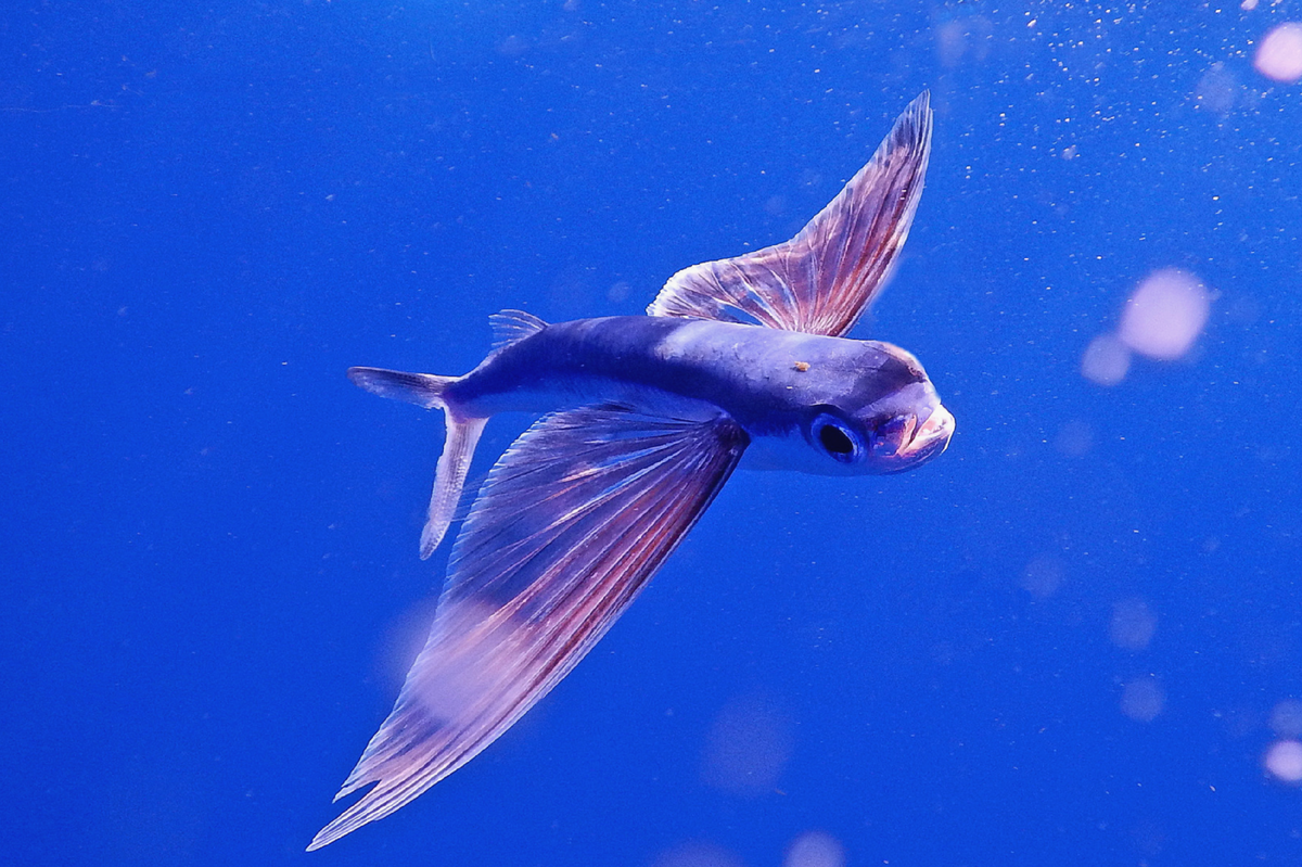 Flying fish