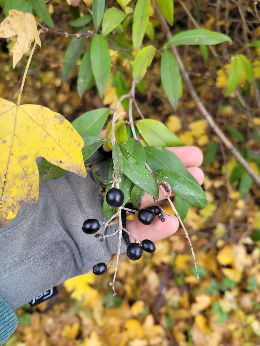 Фото идея: Растение БИРЮЧИНА ОБЫКНОВЕННАЯ