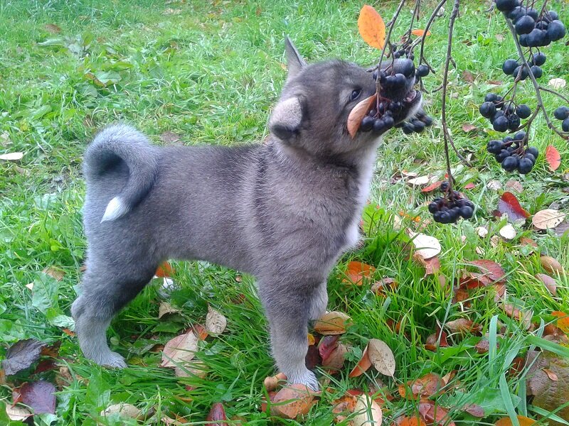 Арчи два месяца