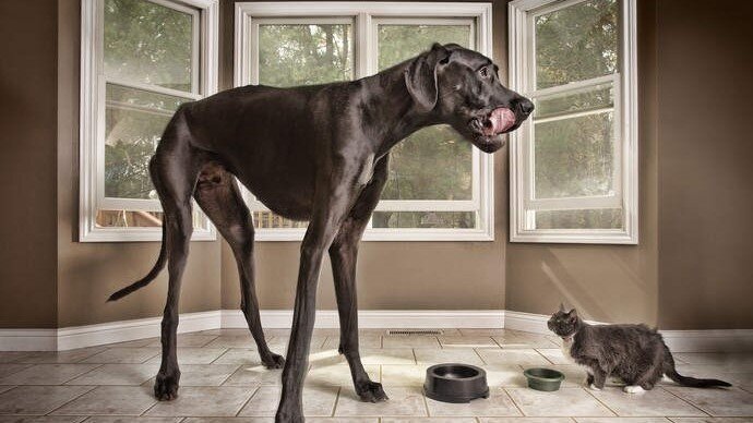 Самая высокая собака в мире | ПРО СОБАК | Дзен