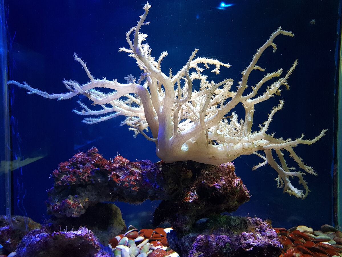 Севастопольский морской аквариум. Фото Анна Карпенко.