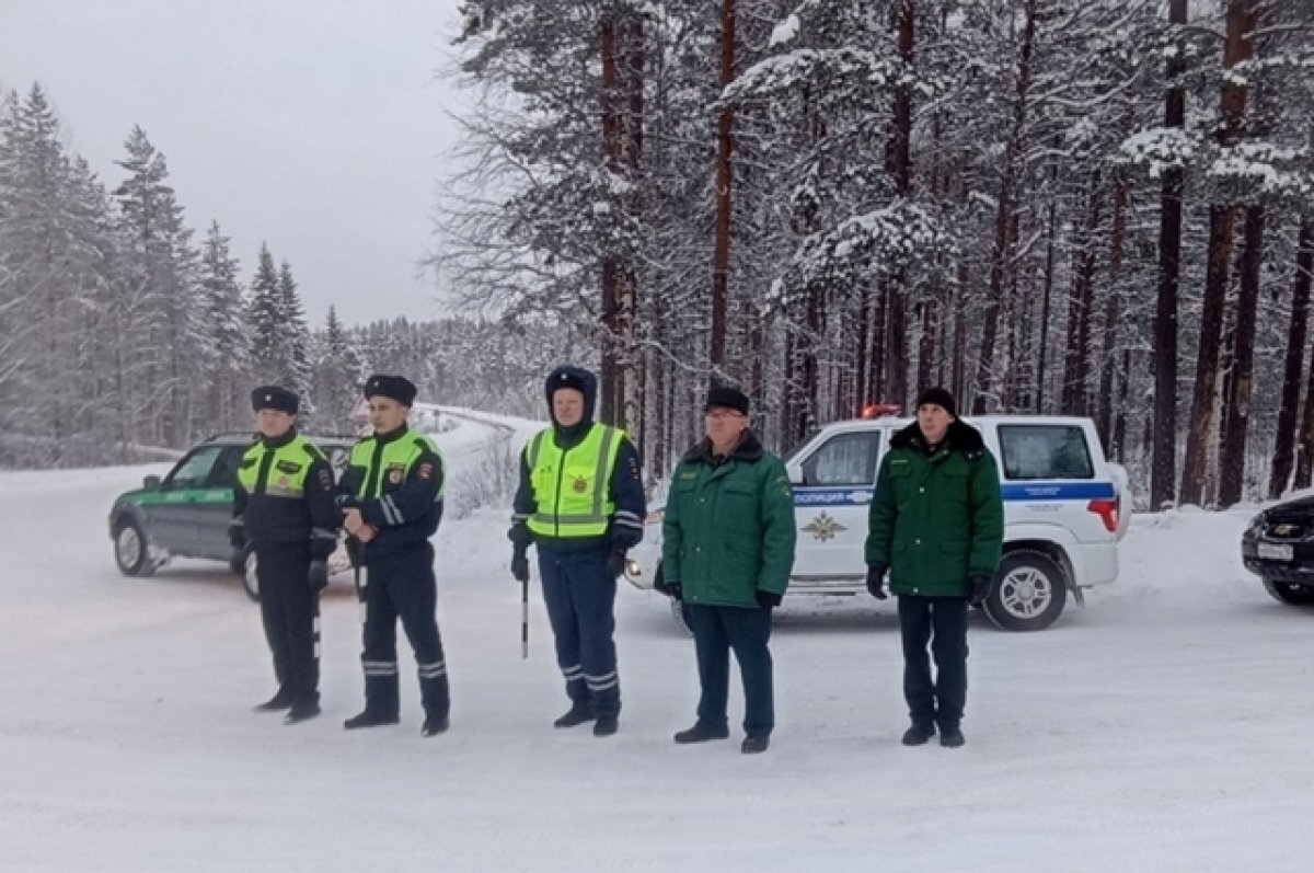   В Карелии проводятся рейды против незаконных вырубок елей