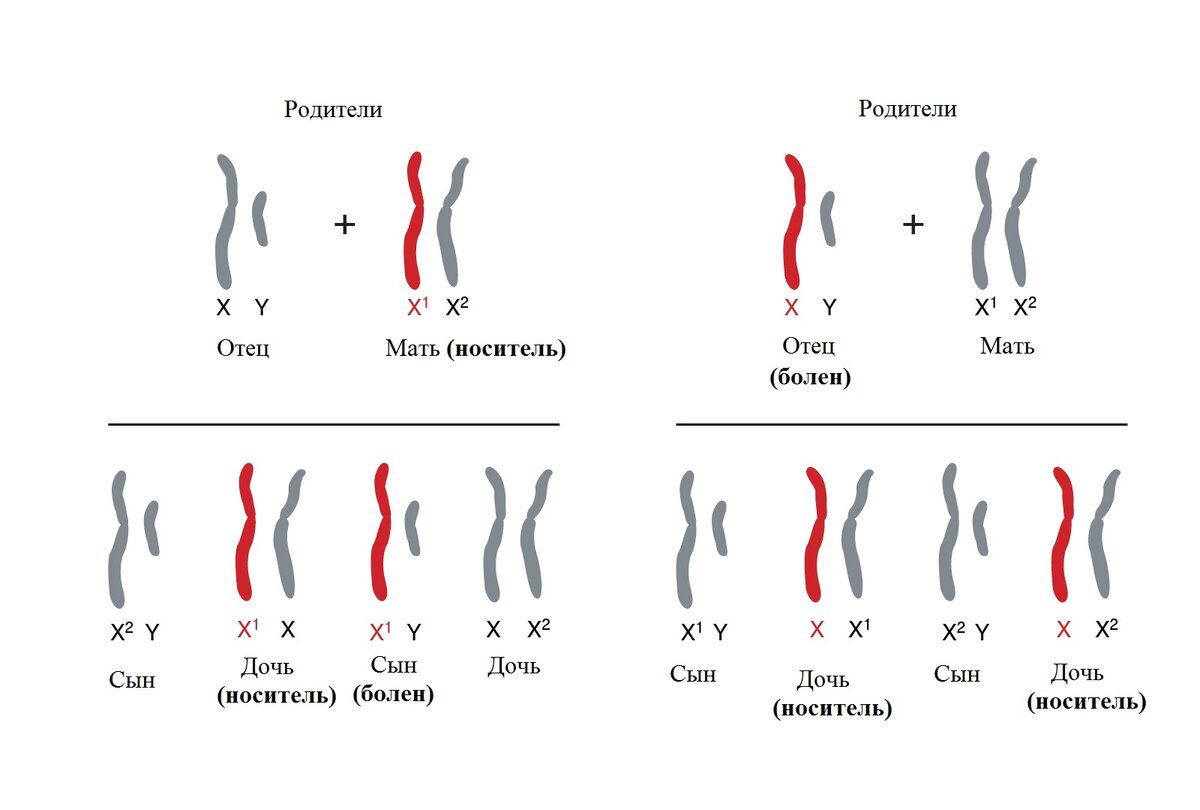 Рисунок. 1. Наследование гемофилии. 