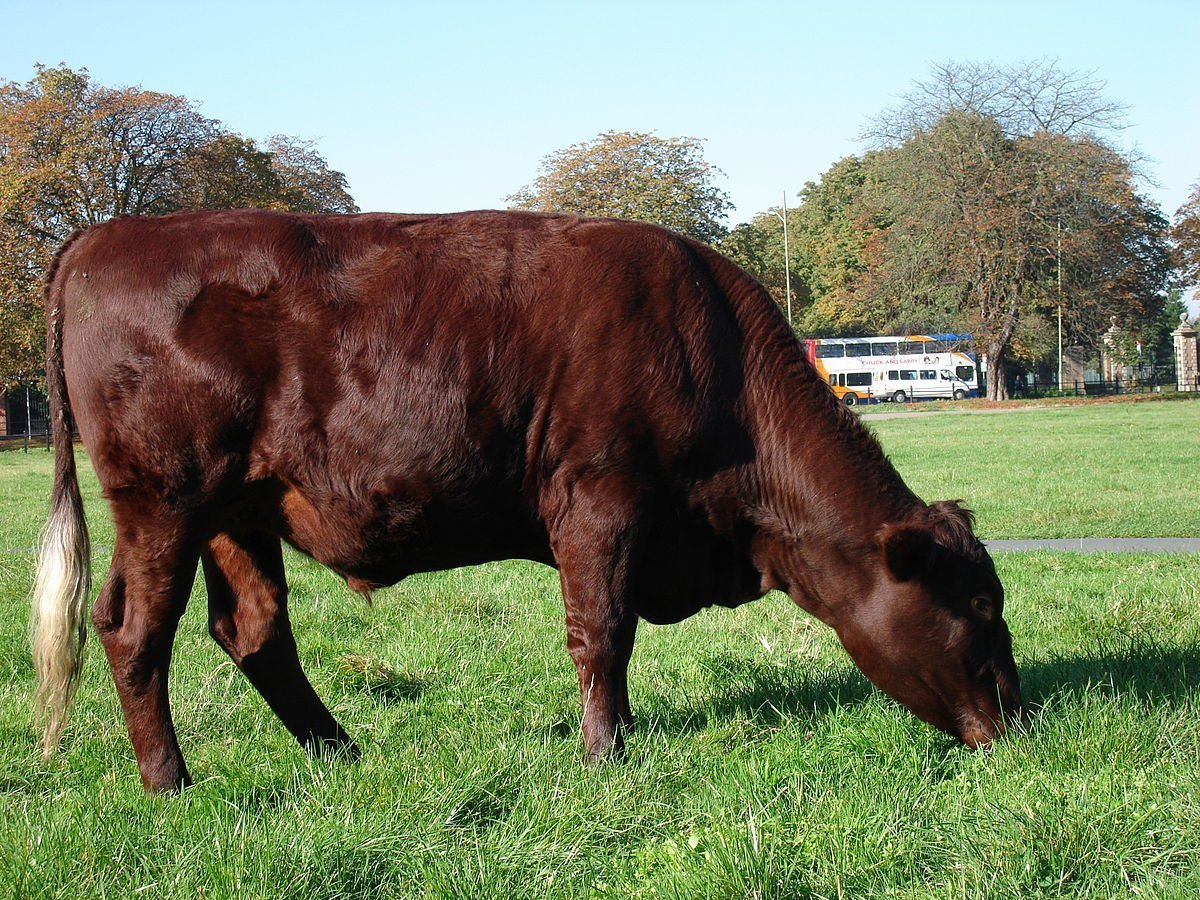 Сейчас красная горбатовская порода коров – на грани исчезновения. А ведь ее создавали на случай ядерной войны!