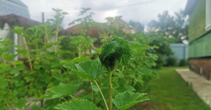    За продажу Клещегона забайкальский предприниматель получил ноту Россельхознадзора