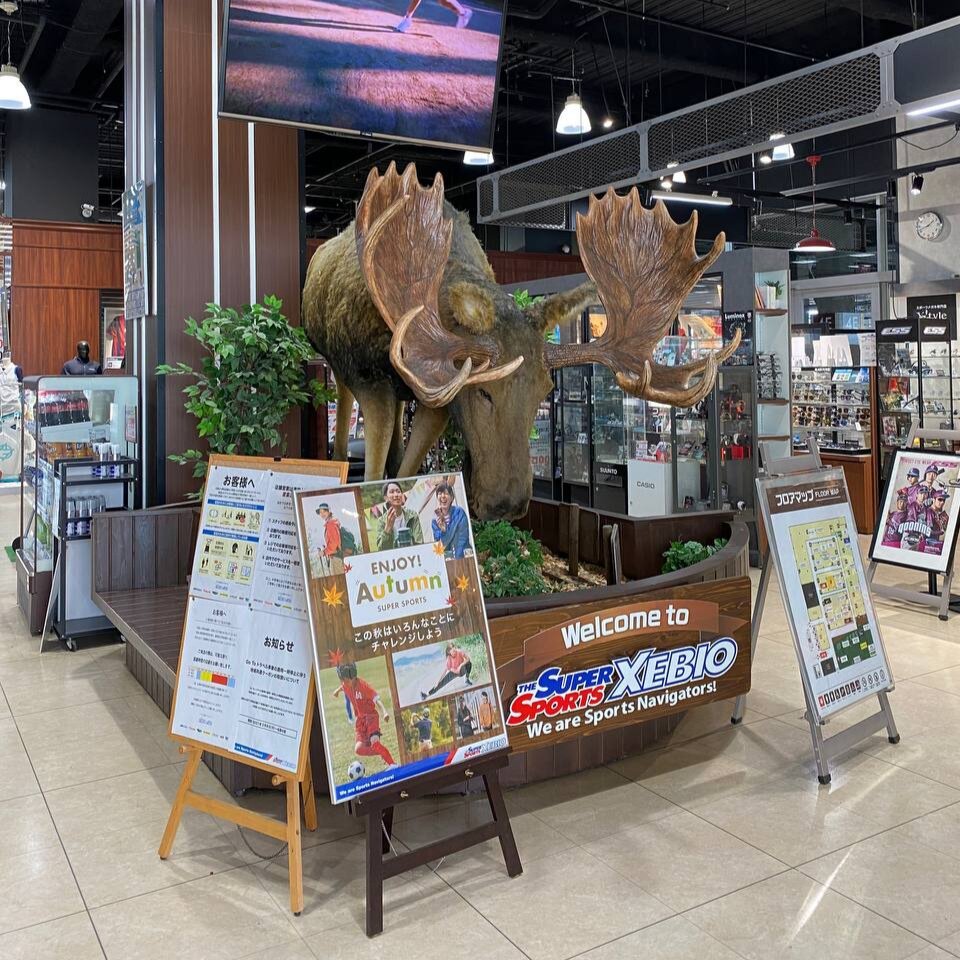 В супермаркете рядом с домой есть все, даже лоси