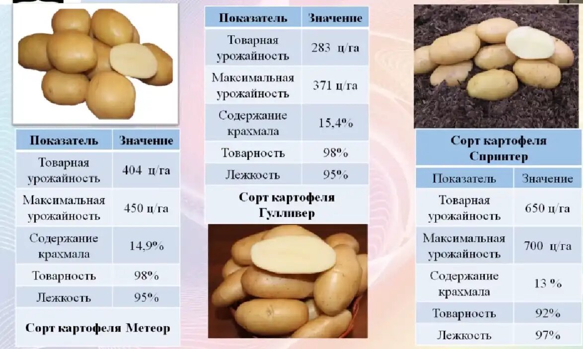 Описание сортов картофеля фото характеристика